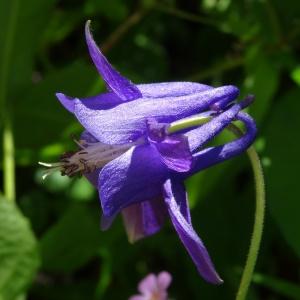 Photographie n°2446171 du taxon Aquilegia vulgaris L. [1753]