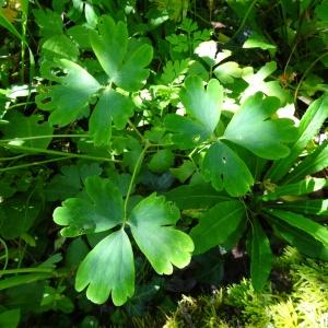 Photographie n°2446174 du taxon Aquilegia vulgaris L. [1753]