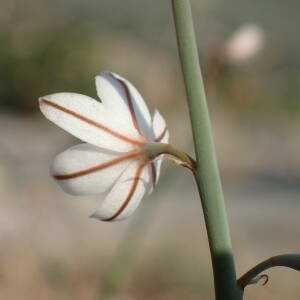 Photographie n°2446253 du taxon Asphodelus fistulosus L.