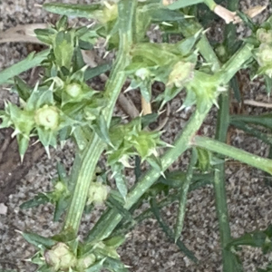 Photographie n°2446312 du taxon Salsola kali L. [1753]