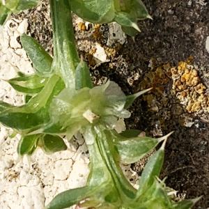 Photographie n°2446313 du taxon Salsola kali L. [1753]