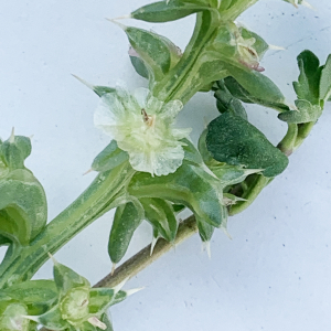 Photographie n°2446314 du taxon Salsola kali L. [1753]