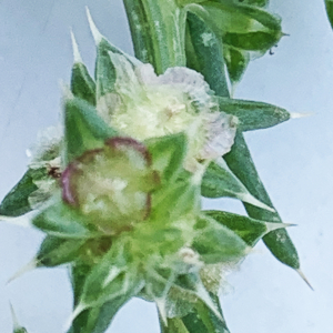 Photographie n°2446318 du taxon Salsola kali L. [1753]