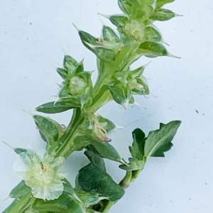 Photographie n°2446319 du taxon Salsola kali L. [1753]