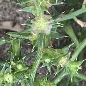 Photographie n°2446320 du taxon Salsola kali L. [1753]