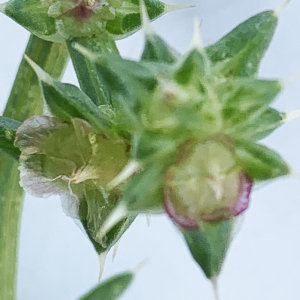 Photographie n°2446321 du taxon Salsola kali L. [1753]