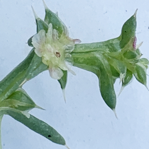 Photographie n°2446322 du taxon Salsola kali L. [1753]