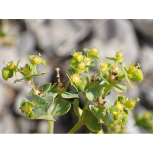 Euphorbia herniariifolia Willd.