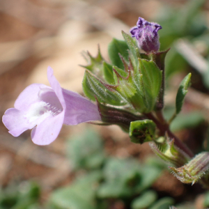 Photographie n°2446374 du taxon Clinopodium alpinum subsp. meridionale (Nyman) Govaerts