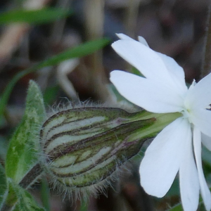 Photographie n°2446390 du taxon Silene latifolia subsp. alba (Mill.) Greuter & Burdet