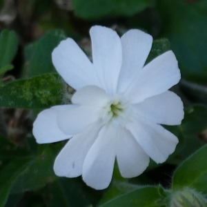 Photographie n°2446391 du taxon Silene latifolia subsp. alba (Mill.) Greuter & Burdet