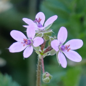 Photographie n°2446399 du taxon Erodium cicutarium (L.) L'Hér.