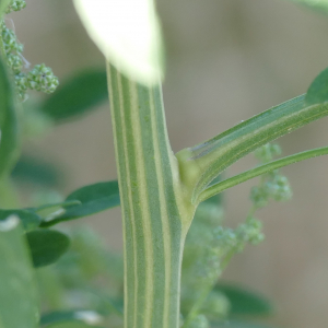 Photographie n°2446400 du taxon Atriplex patula L.