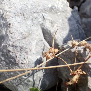 Photographie n°2446591 du taxon Geranium macrorrhizum L.