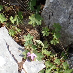 Photographie n°2446592 du taxon Geranium macrorrhizum L.