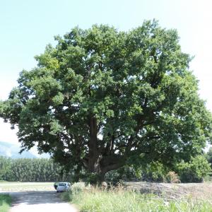 Photographie n°2446608 du taxon Quercus robur L.