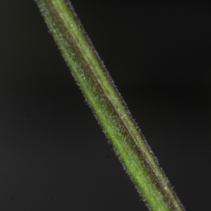 Photographie n°2446638 du taxon Epilobium tetragonum subsp. tetragonum