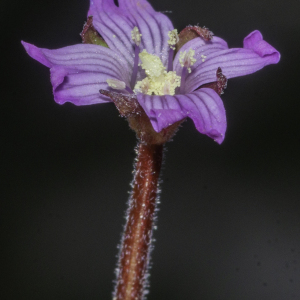 Photographie n°2446644 du taxon Epilobium tetragonum subsp. tetragonum