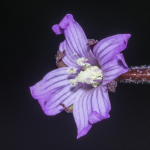 Photographie n°2446648 du taxon Epilobium tetragonum subsp. tetragonum