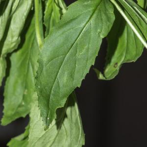 Photographie n°2446657 du taxon Epilobium lanceolatum Sebast. & Mauri [1818]