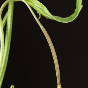 Photographie n°2446661 du taxon Epilobium lanceolatum Sebast. & Mauri [1818]