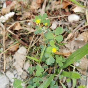 Photographie n°2446713 du taxon Medicago lupulina L.