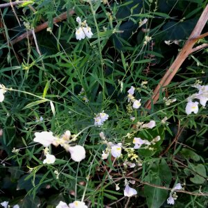 Photographie n°2446761 du taxon Linaria repens (L.) Mill. [1768]