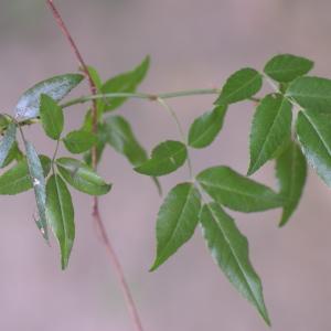 Photographie n°2446762 du taxon Rosa sempervirens L. [1753]