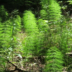 Photographie n°2446778 du taxon Equisetum sylvaticum L.