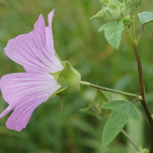 Photographie n°2446818 du taxon Malva punctata (All.) Alef.