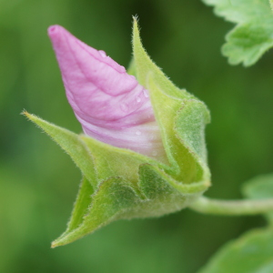 Photographie n°2446819 du taxon Malva punctata (All.) Alef.