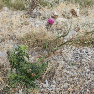 Photographie n°2446862 du taxon Carduus nutans L.