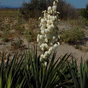 Photographie n°2446863 du taxon Yucca gloriosa L.