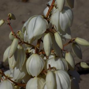 Photographie n°2446865 du taxon Yucca gloriosa L.