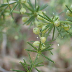 Photographie n°2446927 du taxon Asparagus acutifolius L.