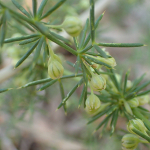 Photographie n°2446931 du taxon Asparagus acutifolius L.