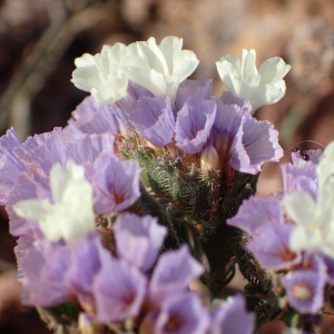  - Limonium sinuatum (L.) Mill. [1768]