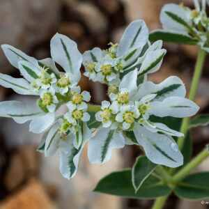 Photographie n°2447009 du taxon Euphorbia marginata Pursh [1814]