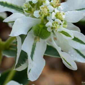 Photographie n°2447011 du taxon Euphorbia marginata Pursh [1814]