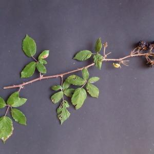 Photographie n°2447080 du taxon Rubus ulmifolius Schott [1818]