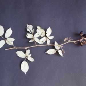 Photographie n°2447081 du taxon Rubus ulmifolius Schott [1818]