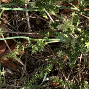 Photographie n°2447161 du taxon Asparagus acutifolius L. [1753]