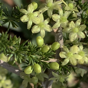 Photographie n°2447163 du taxon Asparagus acutifolius L. [1753]