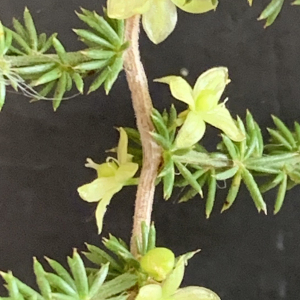 Photographie n°2447170 du taxon Asparagus acutifolius L. [1753]
