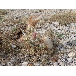 Ptilostemon afer (Jacq.) W.Greuter