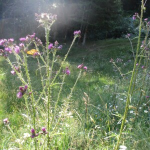 Photographie n°2447184 du taxon Cirsium palustre (L.) Scop.