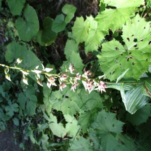 Photographie n°2447189 du taxon Epipactis helleborine (L.) Crantz