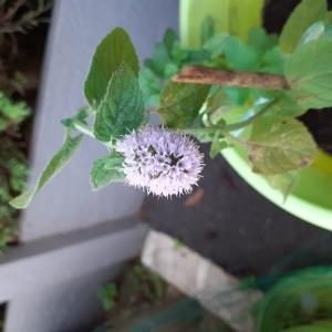 Photographie n°2447190 du taxon Mentha aquatica L. [1753]