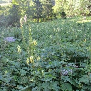 Photographie n°2447191 du taxon Aconitum lycoctonum subsp. vulparia (Rchb.) Ces.