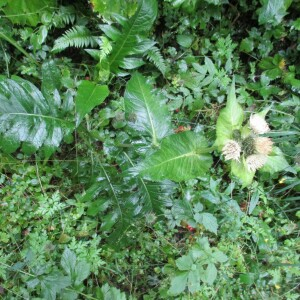 Photographie n°2447211 du taxon Cirsium oleraceum (L.) Scop. [1769]